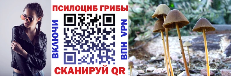 Псилоцибиновые грибы Cubensis  Кяхта 